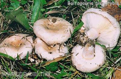 Baltagauris piengrybis | Lactarius pubescens