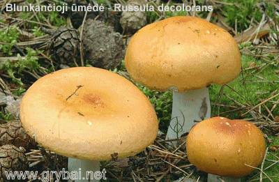 Blunkančioji ūmėdė | Russula decolorans