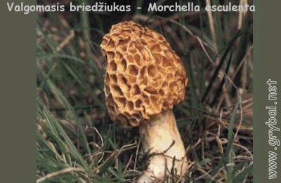 Valgomasis briedžiukas | Morchella esculenta