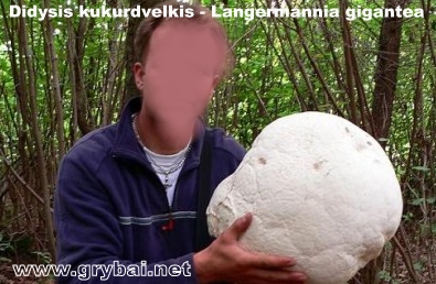 Didysis kukurdvelkis | Langermannia gigantea