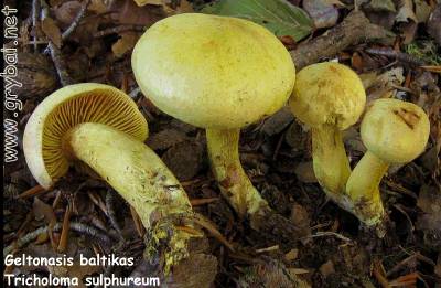 Geltonasis baltikas | Tricholoma sulphureum