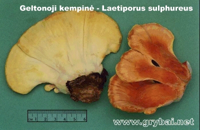 Geltonoji kempinė | Boletopsis leucomelaena