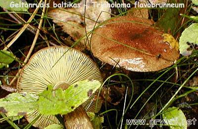 Geltonrudis baltikas | Tricholoma flavobrunneum