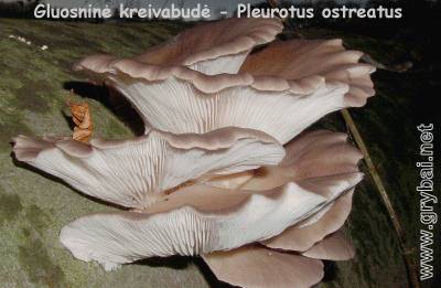 Gluosninė kreivabudė | Pleurotus ostreatus