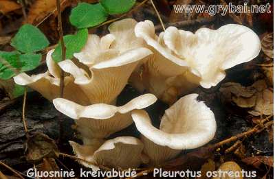 Gluosninė kreivabudė | Pleurotus ostreatus
