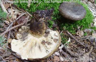 Juosvasis piengrybis | Lactarius necator