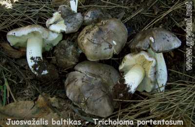 Juosvažalis baltikas | Tricholoma portentosum