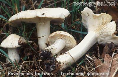 Pavasarinis baltikas | Tricholoma gambosum