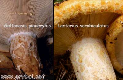 Geltonasis piengrybis | Lactarius scrobiculatus