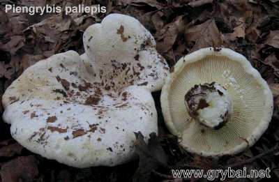 Piengrybis paliepis | Lactarius vellereus