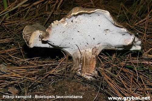 Pilkoji kempinė | Boletopsis leucomelaena