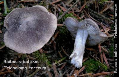 Raibasis baltikas | Tricholoma terreum