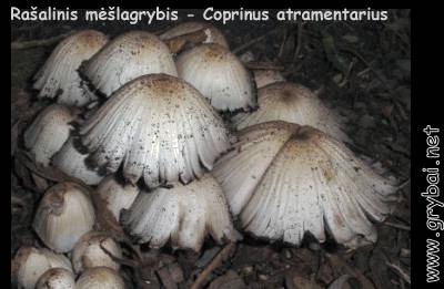 Rašalinis mėšlagrybis | Coprinus atramentarius