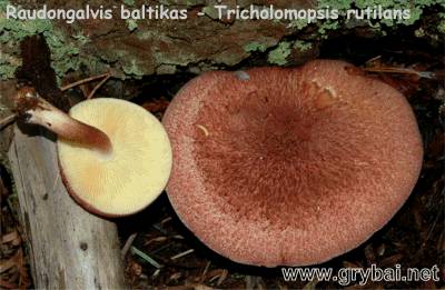 Raudongalvis baltikas | Tricholomopsis rutilans