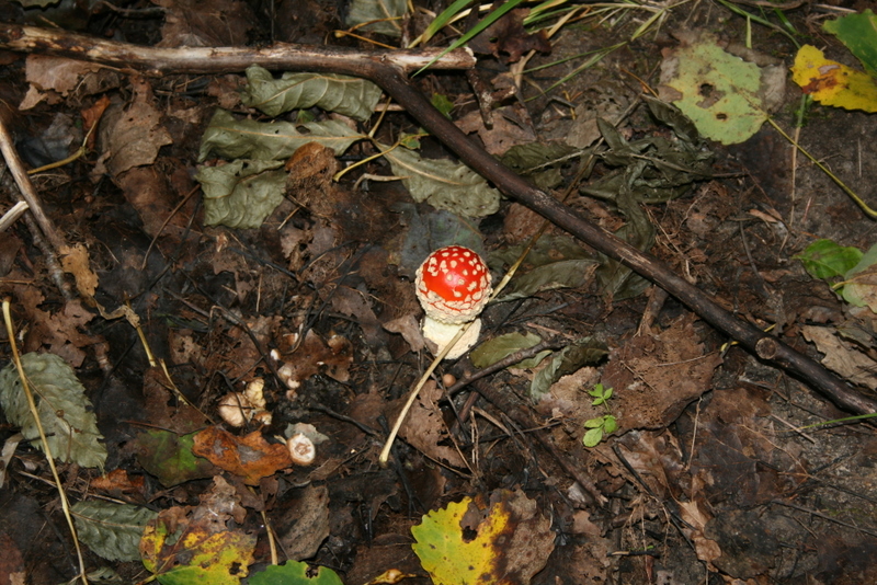 Raudonoji musmirė | Amanita muscaria. Autorius: Paulius Kripaitis