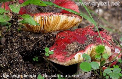 Rausvoji ūmėdė | Russula alutaceae