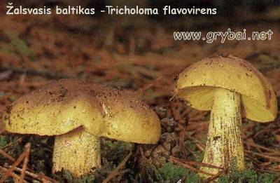 Žalsvasis baltikas | Tricholoma flavovirens