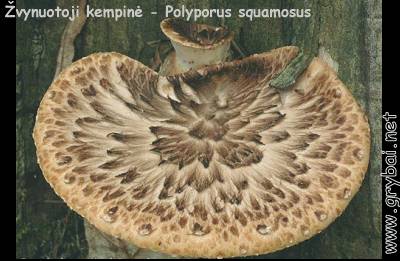 Žvynuotoji kempinė | Polyporus squamosus