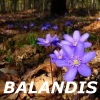 Balandis